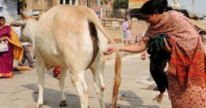 गौमूत्र: कुछ हक़ीक़त भी