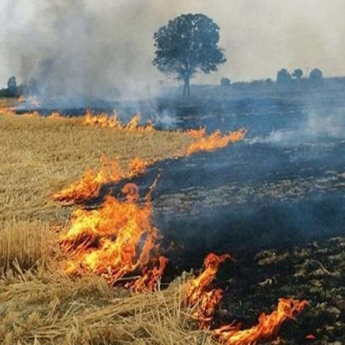 पराली जलाने पर रोक