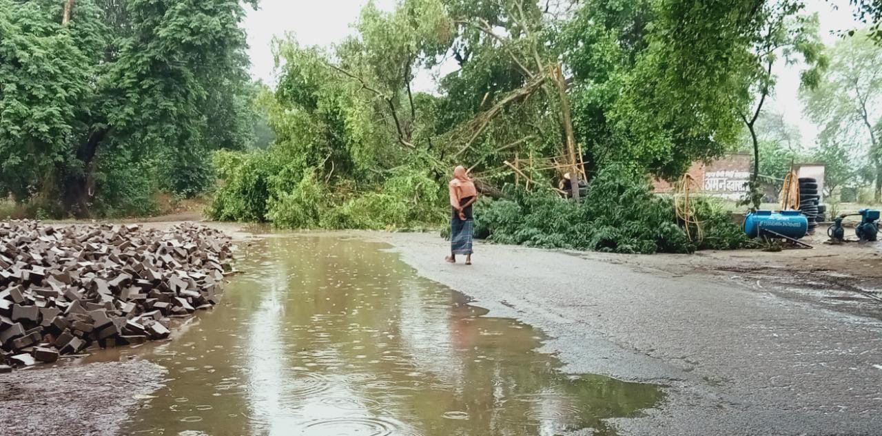 विशालकाय वृक्ष गिरने से