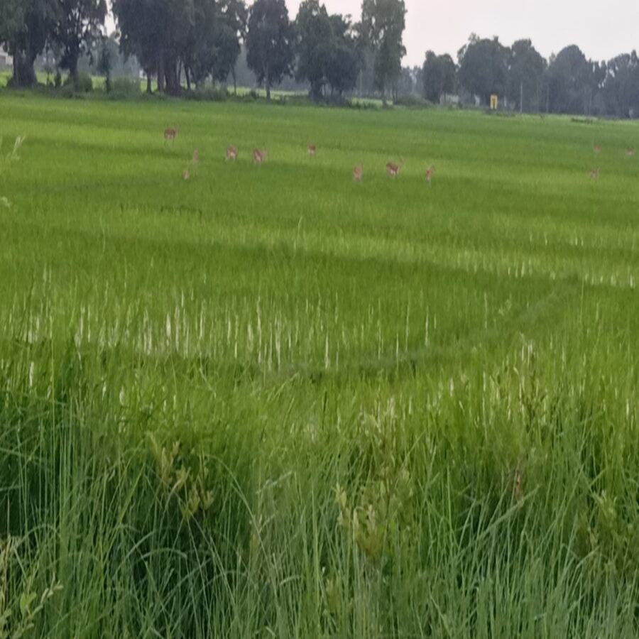 जंगली जानवरों से धान